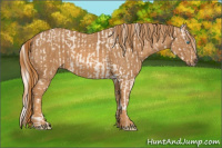 Horse Color:Cremello Sabino  Brindle