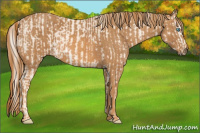 Horse Color:Cremello Sabino Brindle