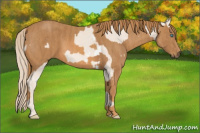 Horse Color:Perlino Sabino  Brindle