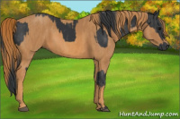 Horse Color:Brown Rabicano Brindle