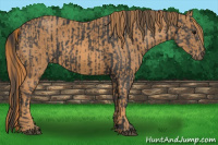 Horse Color:Brown Rabicano  Brindle
