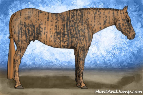 Horse Color: Brown Rabicano  Brindle