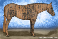 Horse Color:Brown Rabicano Brindle