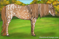Horse Color:Liver Chestnut Appaloosa Rabicano  Brindle