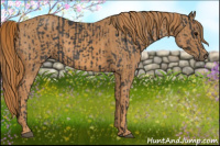 Horse Color:Brown Rabicano  Brindle