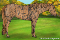 Horse Color:Brown Rabicano Brindle