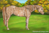 Horse Color:Perlino Sabino Brindle