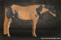 Horse Color:Brown Rabicano Brindle