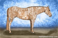 Horse Color:Brown Appaloosa Rabicano  Brindle