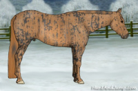 Horse Color:Brown Rabicano Brindle