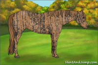 Horse Color:Brown Rabicano Brindle