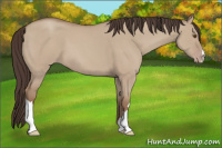 Horse Color:Classic Champagne Dun 