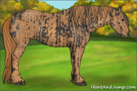 Horse Color:Brown Rabicano  Brindle
