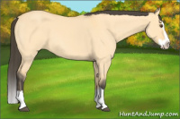 Horse Color:Buckskin Roan Dun Splash