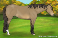 Horse Color:Buckskin 