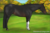 Horse Color:Gray Bay