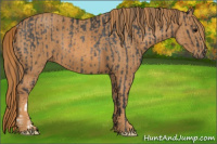 Horse Color:Brown Rabicano Brindle
