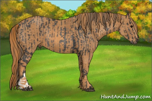 Horse Color: Brown Rabicano  Brindle