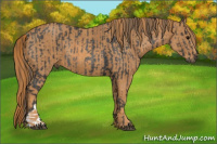 Horse Color:Brown Rabicano Brindle