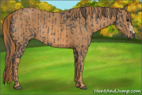Horse Color:Brown Roan Rabicano  Brindle