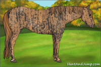 Horse Color:Brown Rabicano  Brindle