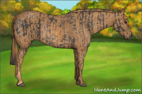 Horse Color:Brown Rabicano  Brindle