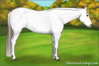 Horse Color:Gray Bay Roan Splash Tobiano Appaloosa 