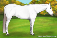 Horse Color:Gray Bay Roan Appaloosa 