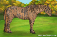 Horse Color:Brown Rabicano  Brindle
