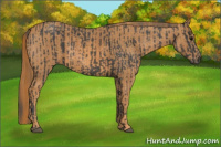 Horse Color:Brown Rabicano Brindle