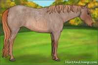 Horse Color:Liver Red Roan 