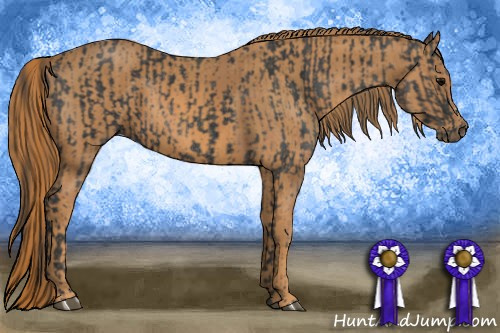 Horse Color: Brown Rabicano  Brindle