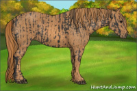 Horse Color:Brown Rabicano Brindle