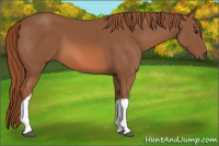 Horse Color:Chestnut 
