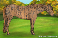 Horse Color:Brown Rabicano  Brindle