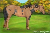 Horse Color:Brown Rabicano Brindle
