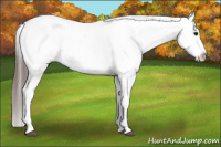 Horse Color:Black Tobiano Appaloosa 
