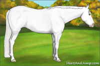 Horse Color:Silver Classic Champagne Dun Splash Tobiano Blanket 