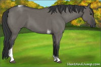 Horse Color:Grullo Roan Tobiano
