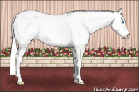 Horse Color:Silver Perlino Dun 