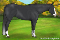 Horse Color:Black Splash 