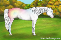 Horse Color:Silver Perlino Dun 