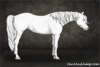 Horse Color:Silver Perlino Dun 