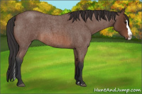 Horse Color:Bay Roan Splash