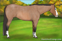 Horse Color:Bay Roan Splash 