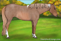Horse Color:Red Roan Tobiano