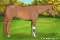 Horse Color:Chestnut 