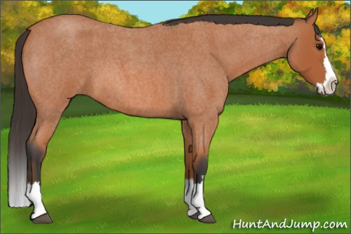 Horse Color: Bay Roan Splash 