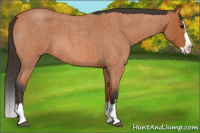 Horse Color:Bay Roan Splash