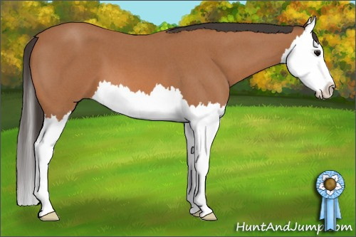 Horse Color: Bay Roan Splash 